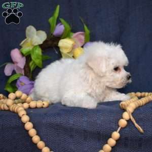 Jellybean (Tiny), Bichon Frise Puppy